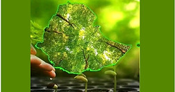 A leaf shaped like the map of Ethiopia held over young seedlings