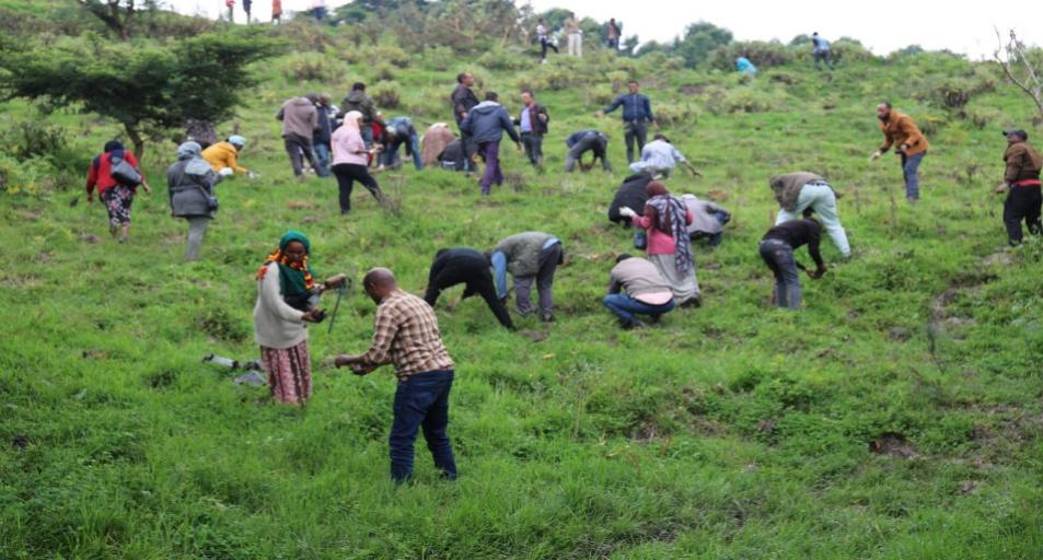 Communities planting seedlings on a green Ethiopian hillside during a Green Legacy campaign